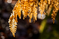 Fern