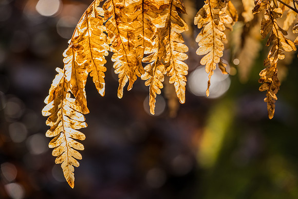 Fern