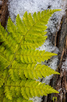 Fern & Snow
