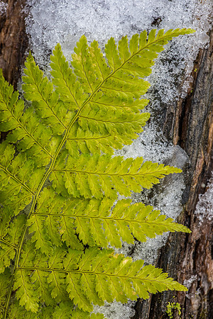 Fern & Snow